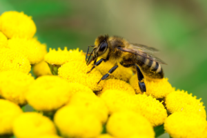 bees-inpage-223